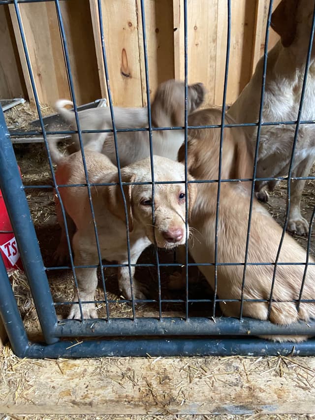 Labrador Retriever Puppies media 10