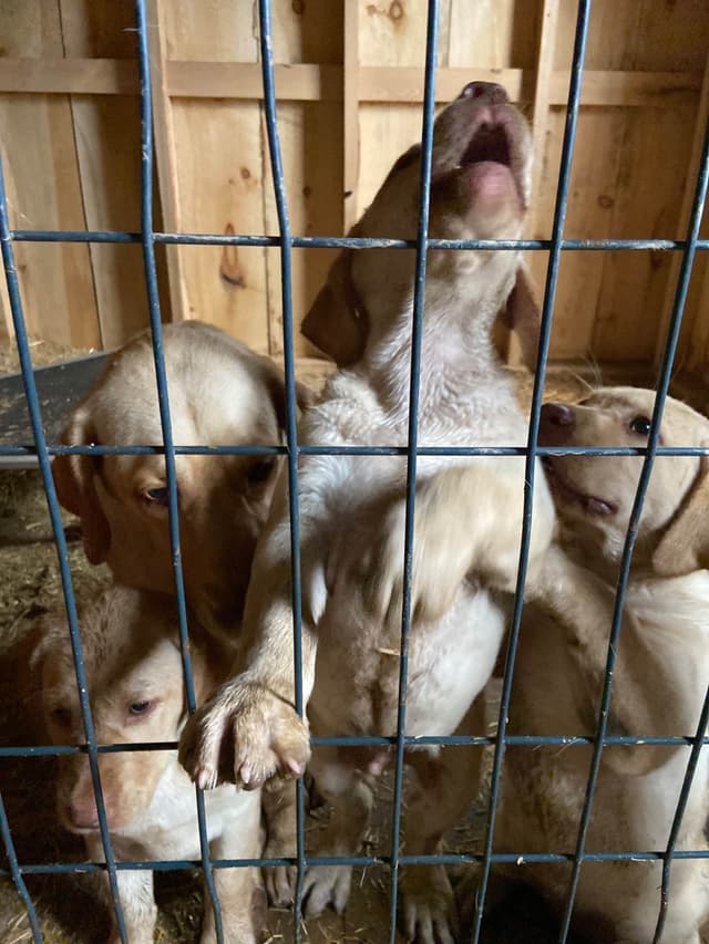 Labrador Retriever Puppies media 11