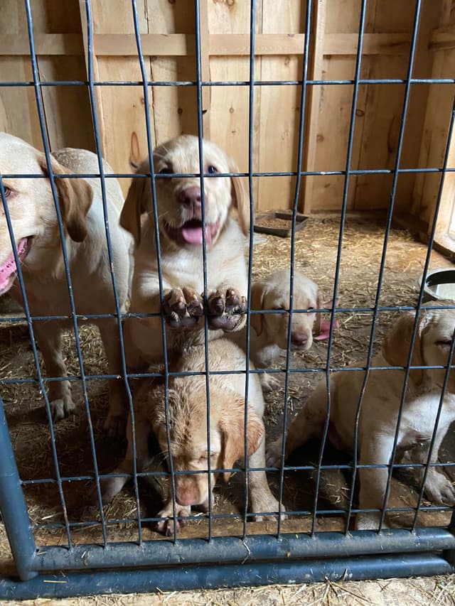 Labrador Retriever Puppies media 12