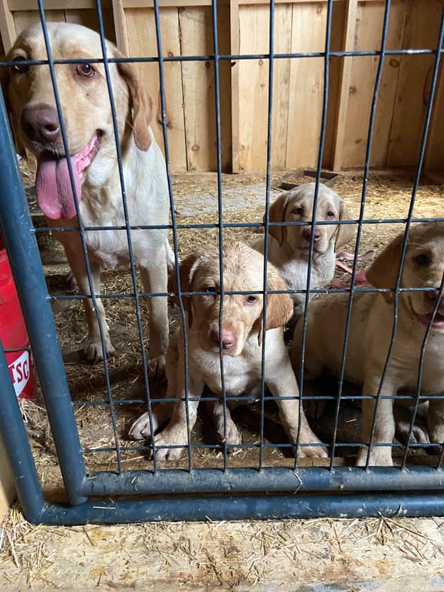 Labrador Retriever Puppies media 13