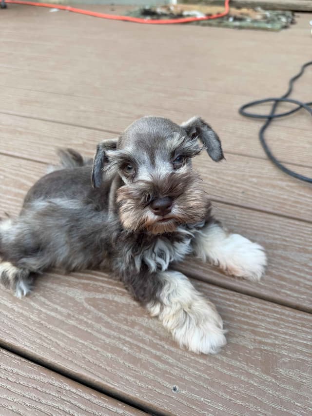 Miniature Schnauzer Puppies media 2
