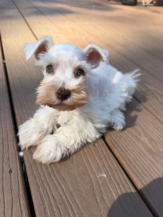 Miniature Schnauzer Puppies media 3