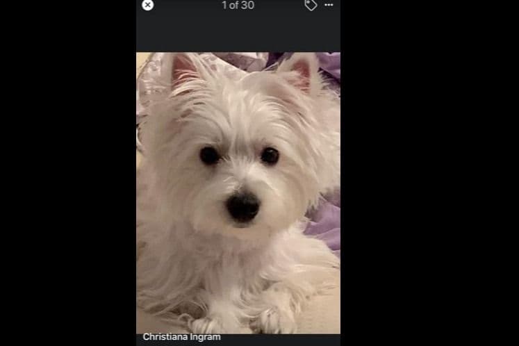 West Highland White Terrier Puppies breeder image 1