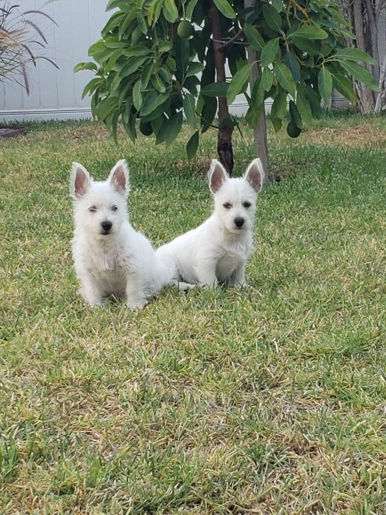 West Highland White Terrier Puppies breeder image 2