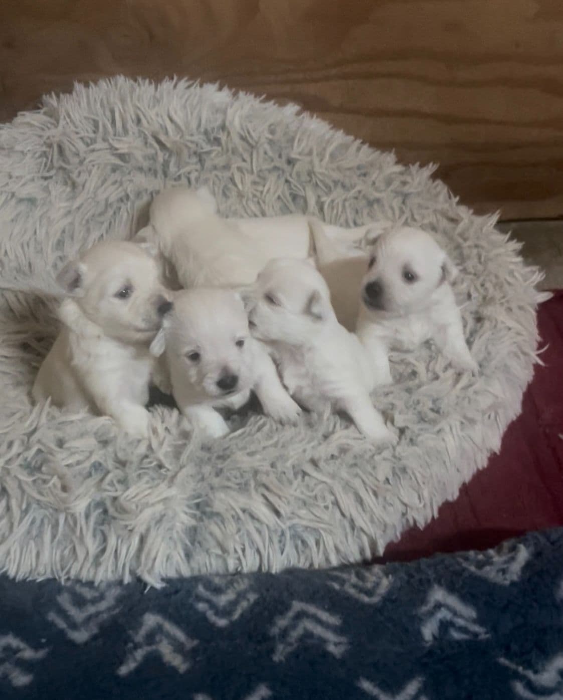 West Highland White Terrier Puppies breeder image 3