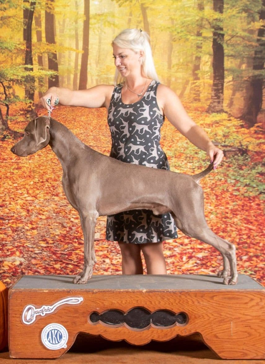 Weimaraner Puppies breeder image 4