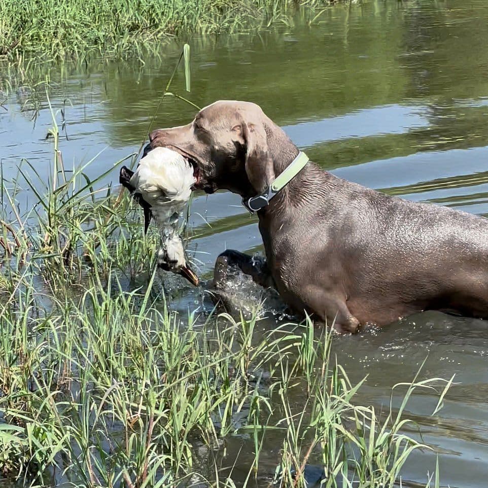 Weimaraner Puppies breeder image 6
