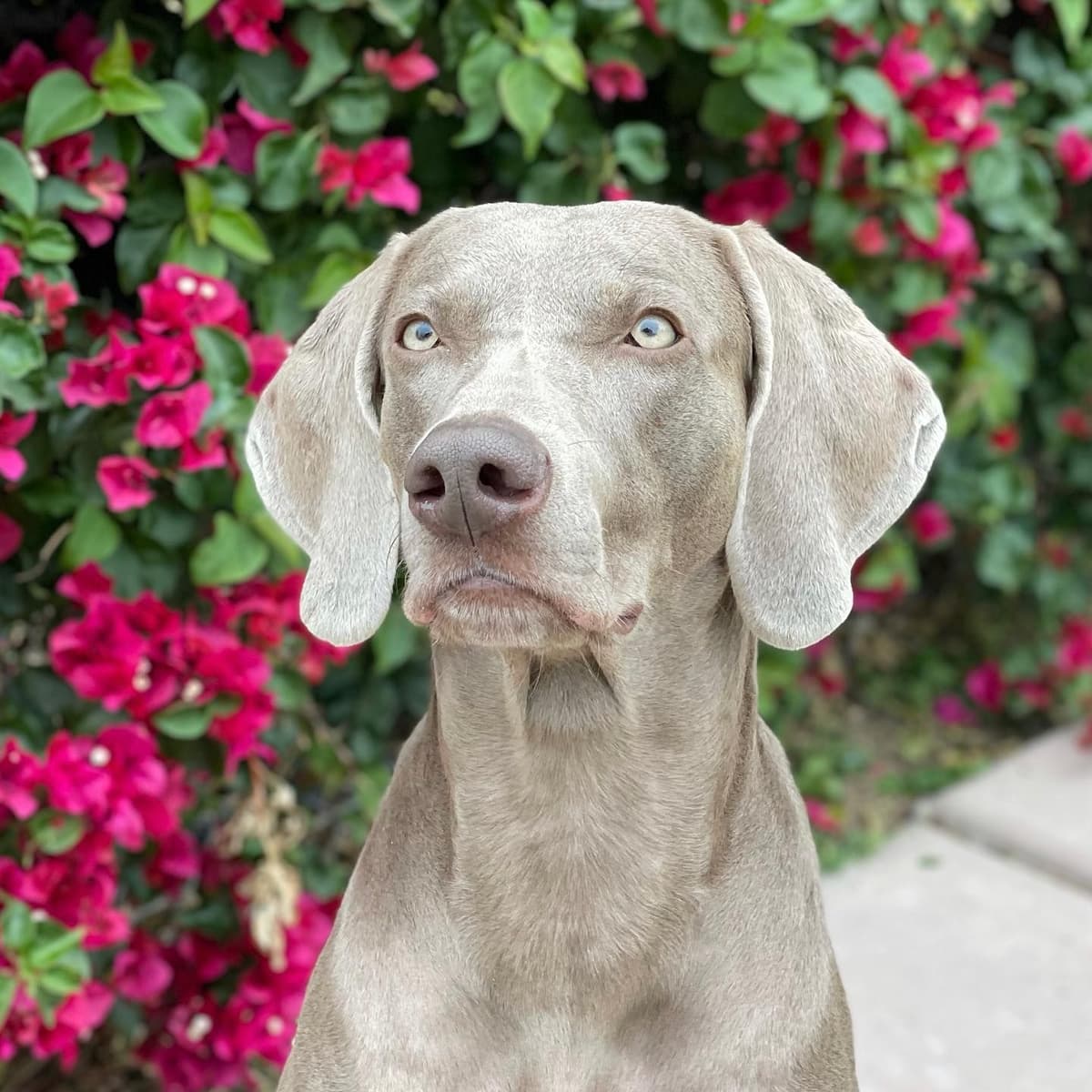 Weimaraner Puppies breeder image 10