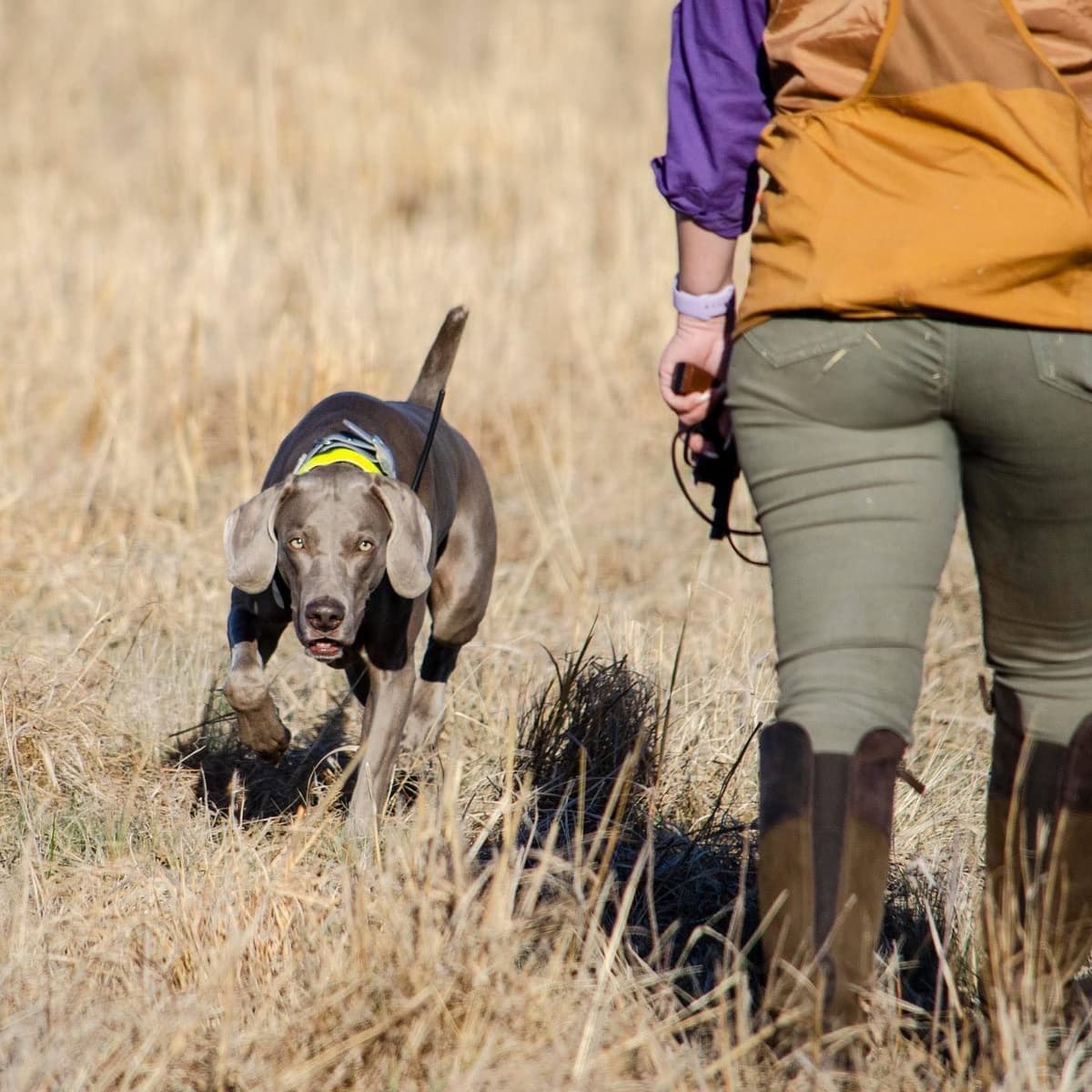 Weimaraner Puppies breeder image 7