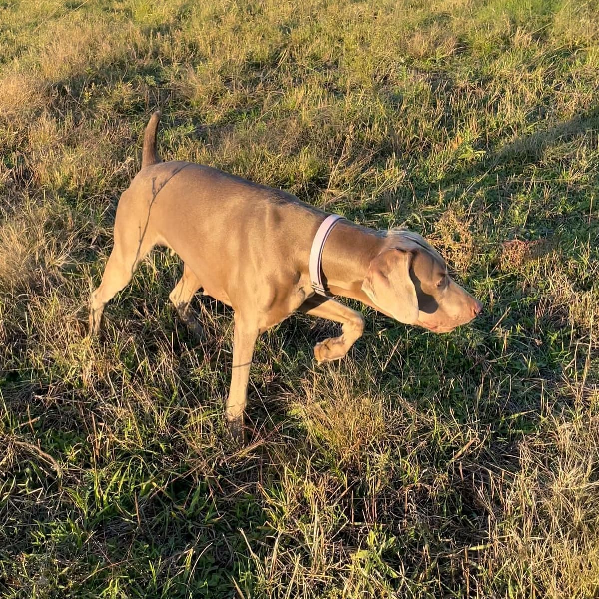 Weimaraner Puppies breeder image 8