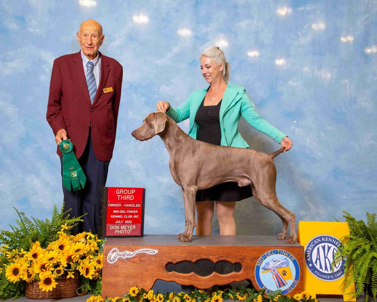 Weimaraner Puppies breeder image 2