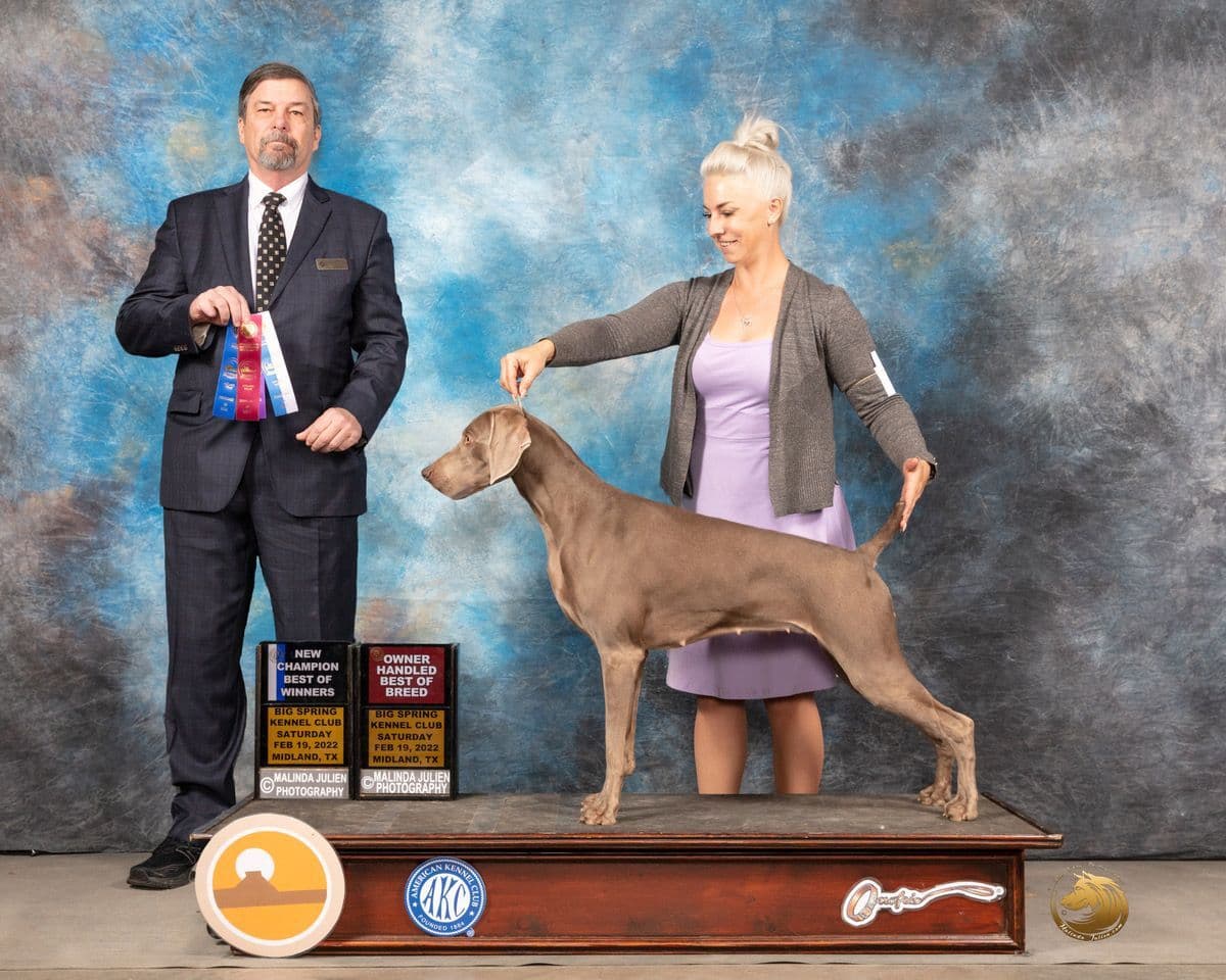 Weimaraner Puppies breeder image 5