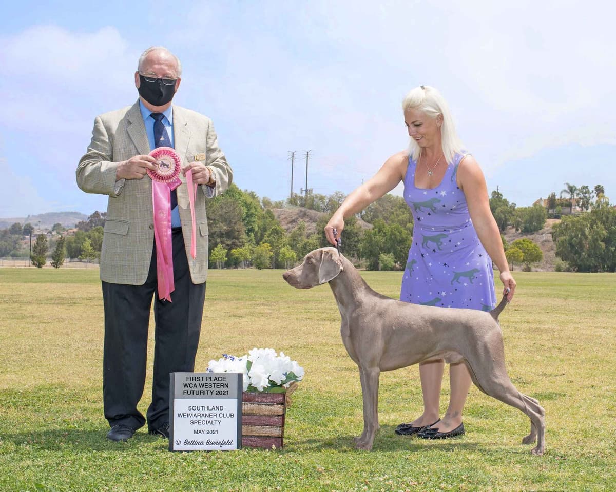 Weimaraner Puppies breeder image 3