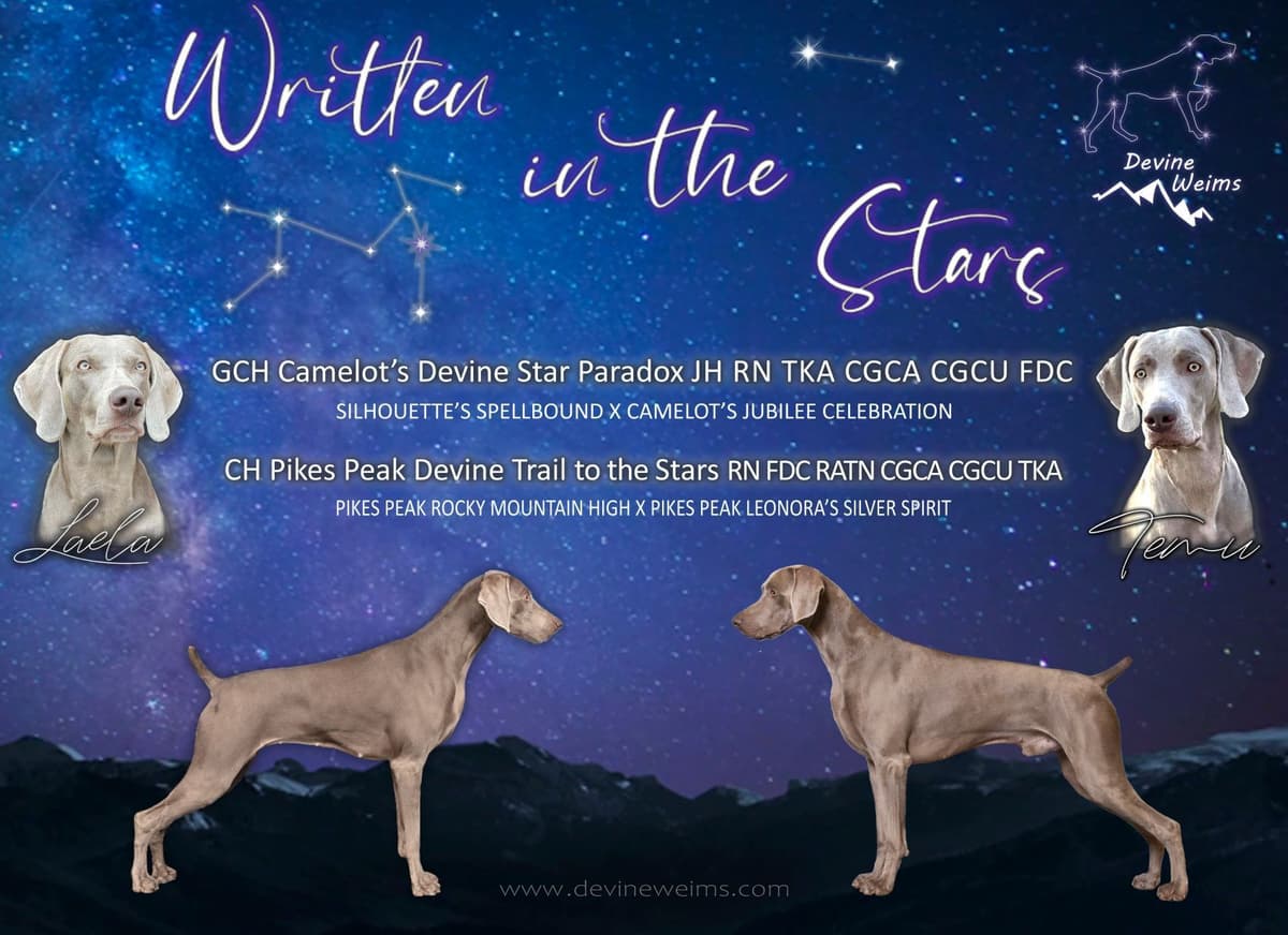 Weimaraner Puppies breeder image 1