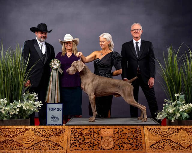 Weimaraner Puppies media 2