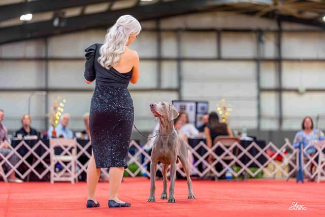 Weimaraner Puppies media 3