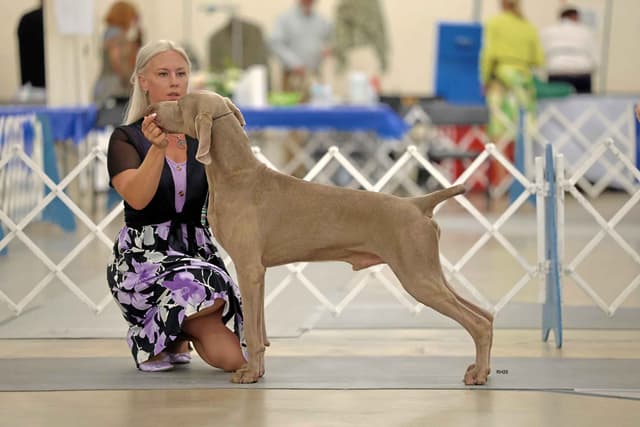 Weimaraner Puppies media 4