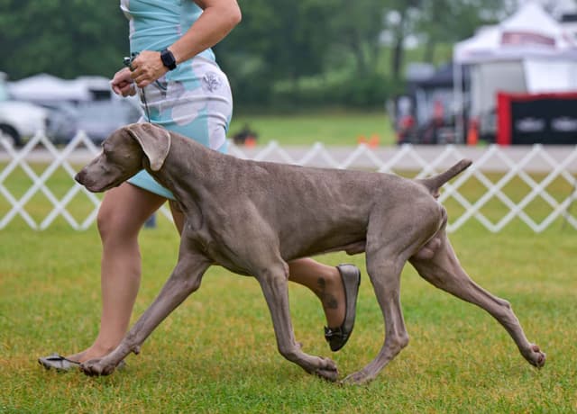 Weimaraner Puppies media 5