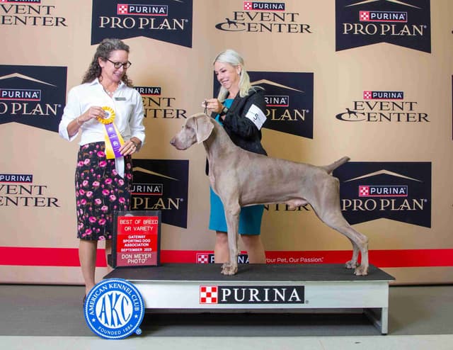Weimaraner Puppies media 6