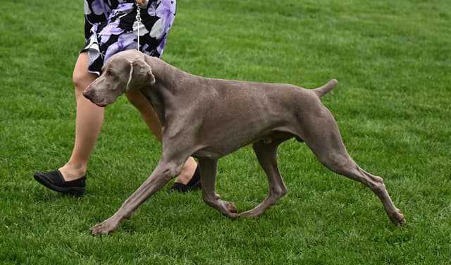 Weimaraner Puppies media 8