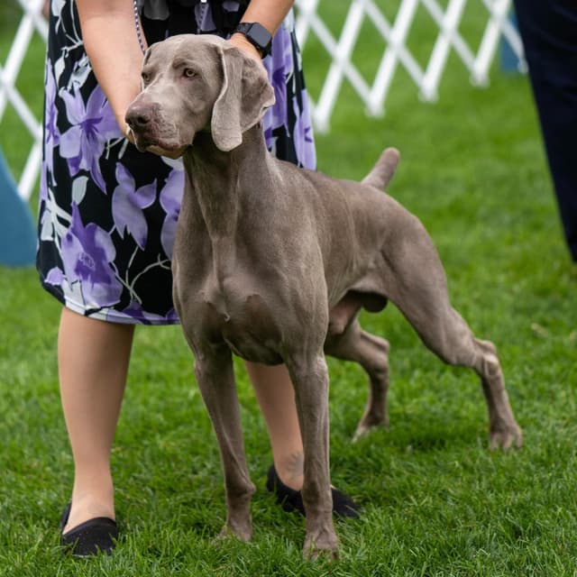 Weimaraner Puppies media 9