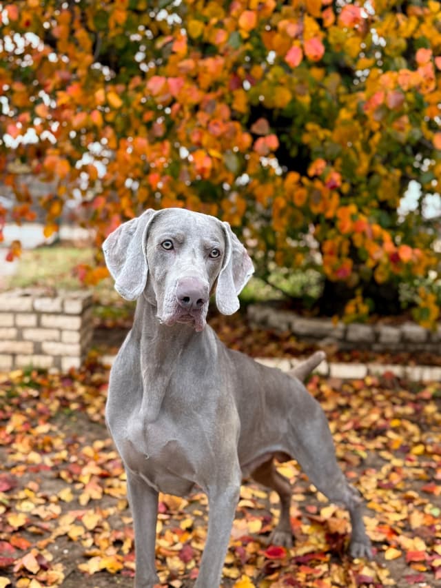 Weimaraner Puppies media 10