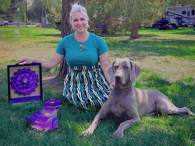 Weimaraner Puppies media 11