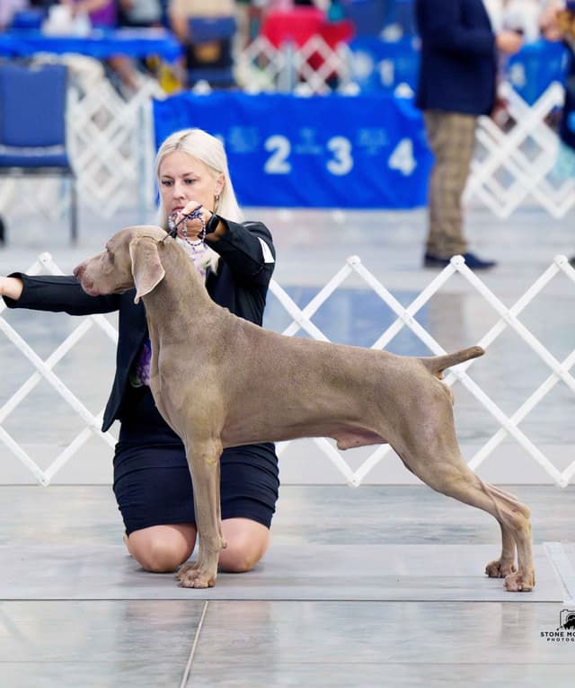 Weimaraner Puppies media 13