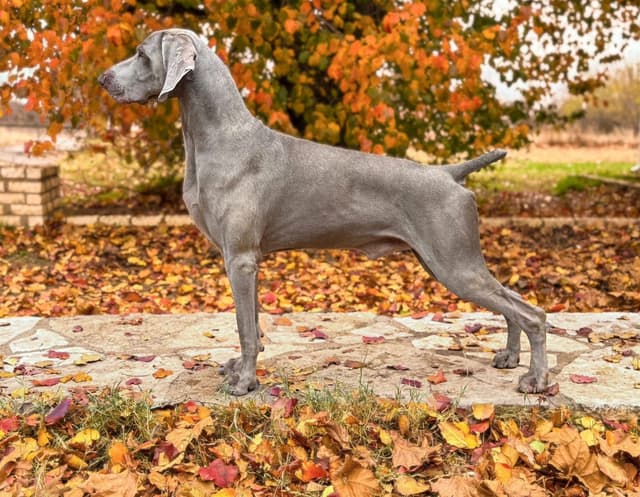 Weimaraner Puppies media 12
