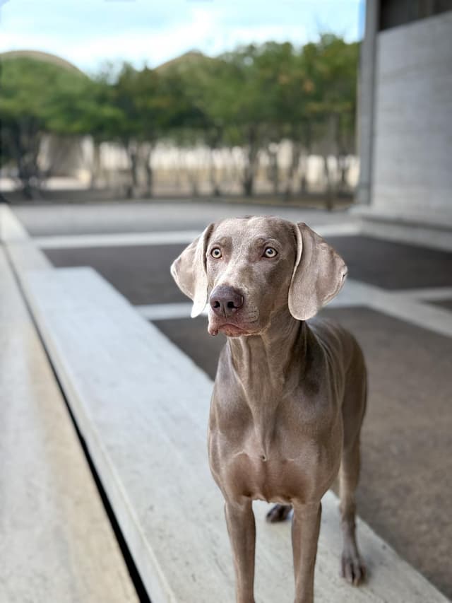 Weimaraner Puppies media 14