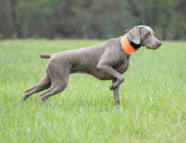 Weimaraner Puppies media 16