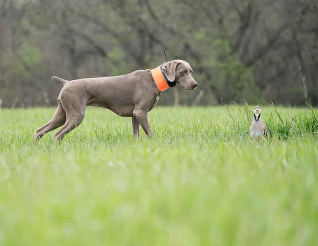 Weimaraner Puppies media 18