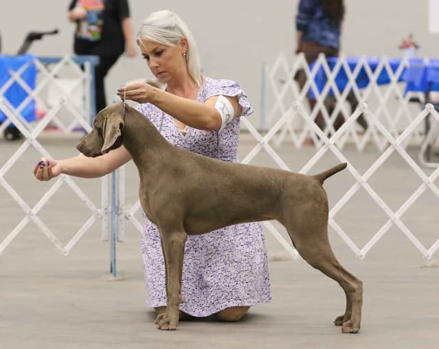 Weimaraner Puppies media 19