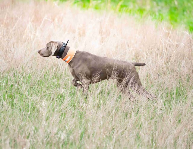 Weimaraner Puppies media 20