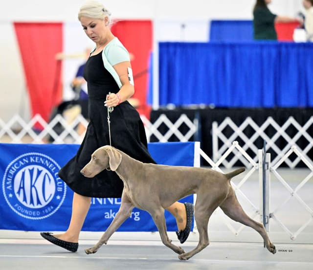Weimaraner Puppies media 21