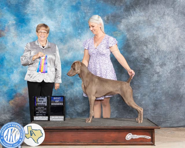 Weimaraner Puppies media 22
