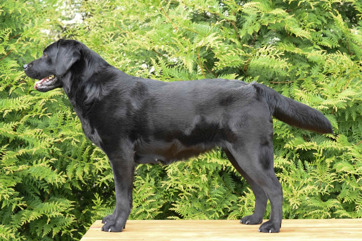 Champion English Labrador Puppies breeder image 1