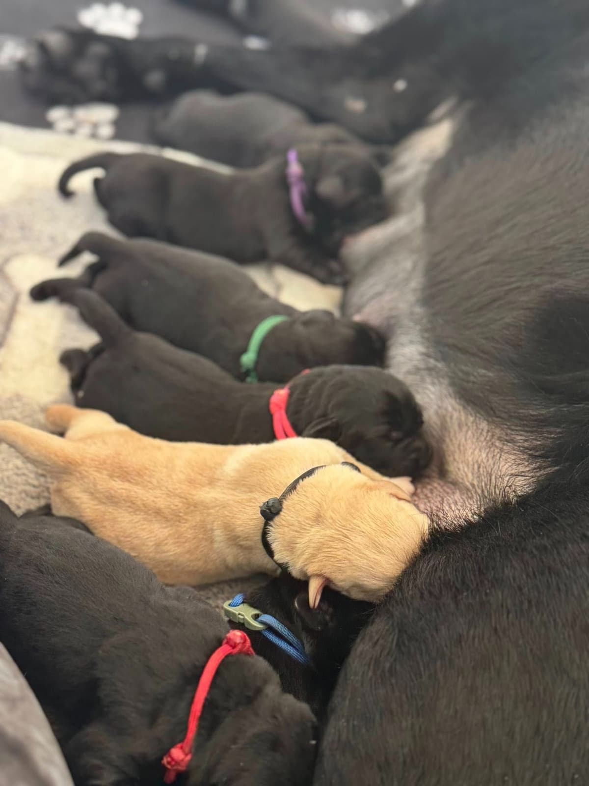 Champion English Labrador Puppies breeder image 8