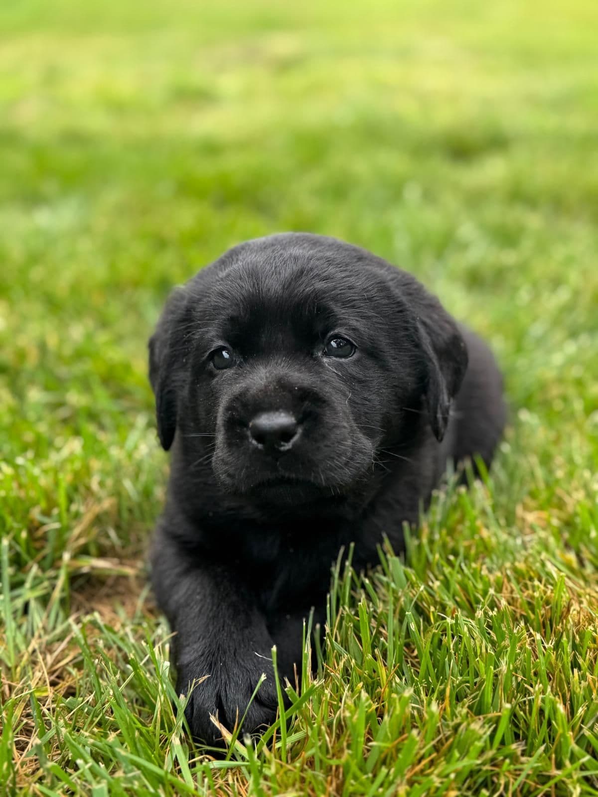 Champion English Labrador Puppies breeder image 9