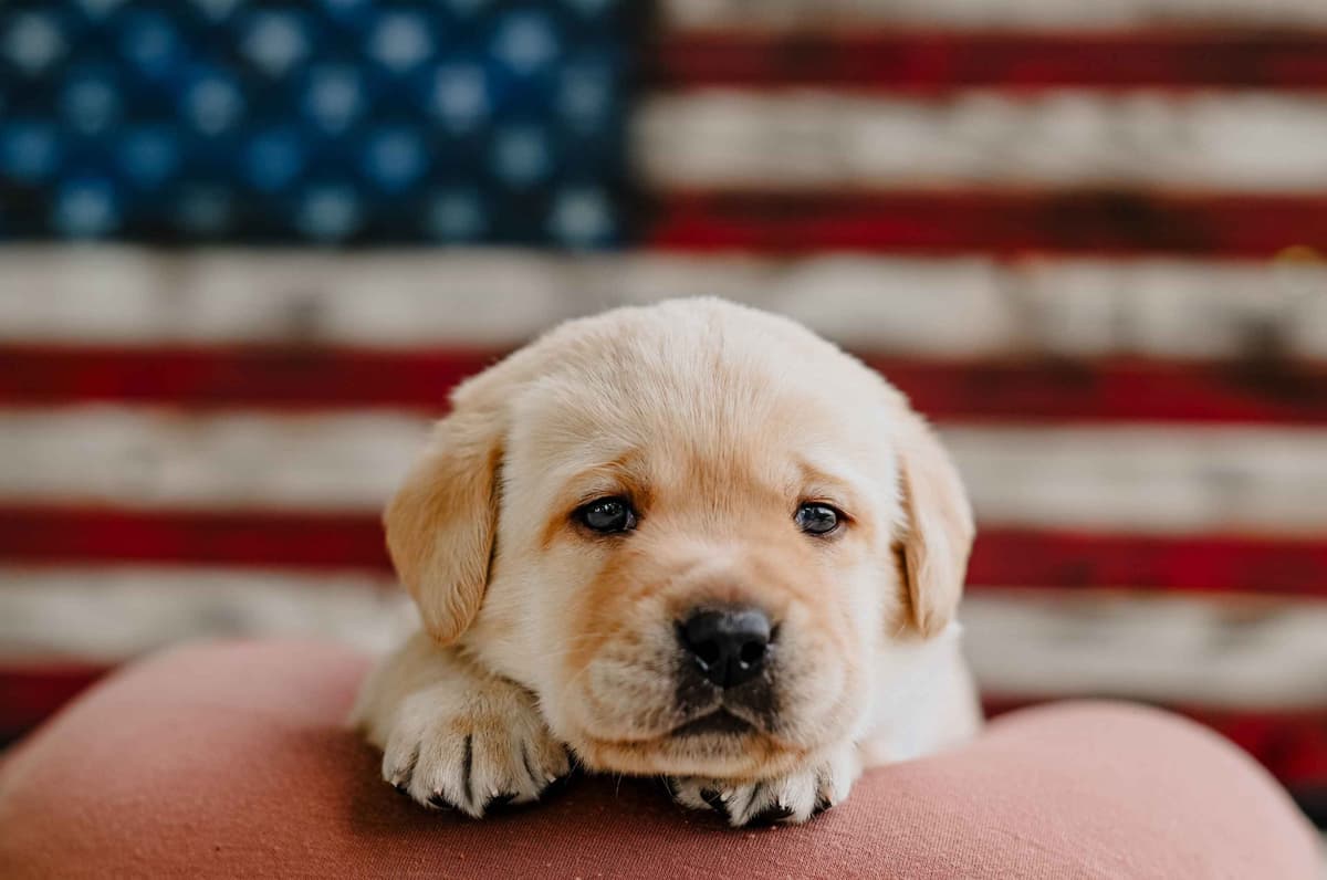 Champion English Labrador Puppies breeder image 11