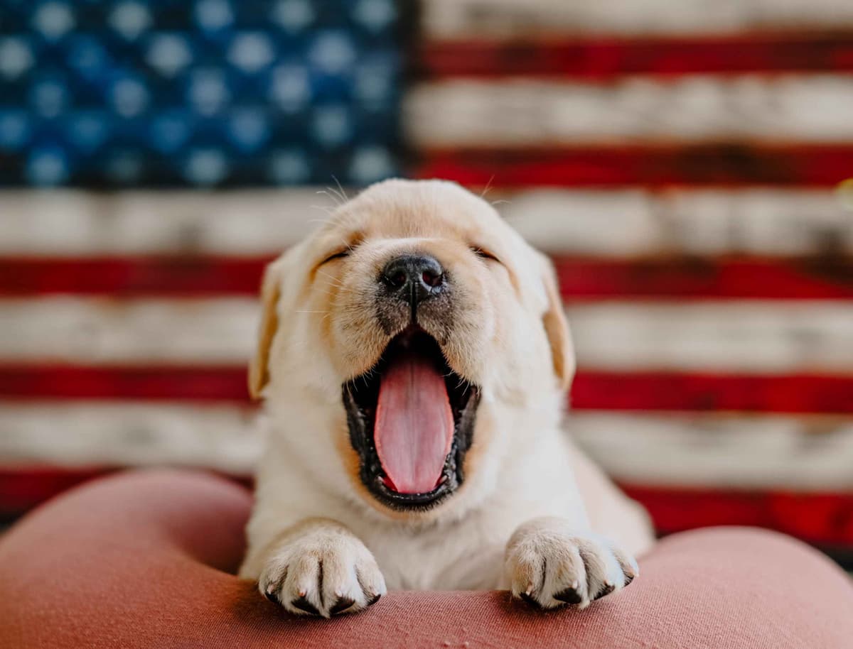 Champion English Labrador Puppies breeder image 12