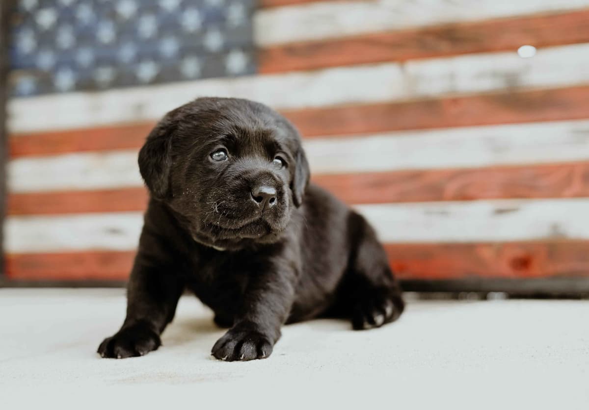 Champion English Labrador Puppies breeder image 13