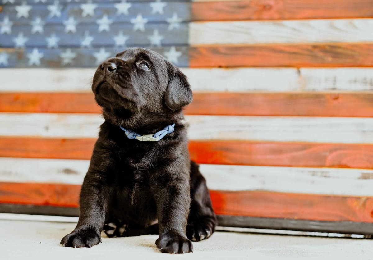 Champion English Labrador Puppies breeder image 14