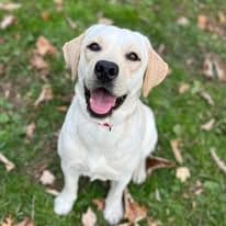Champion English Labrador Puppies breeder image 18