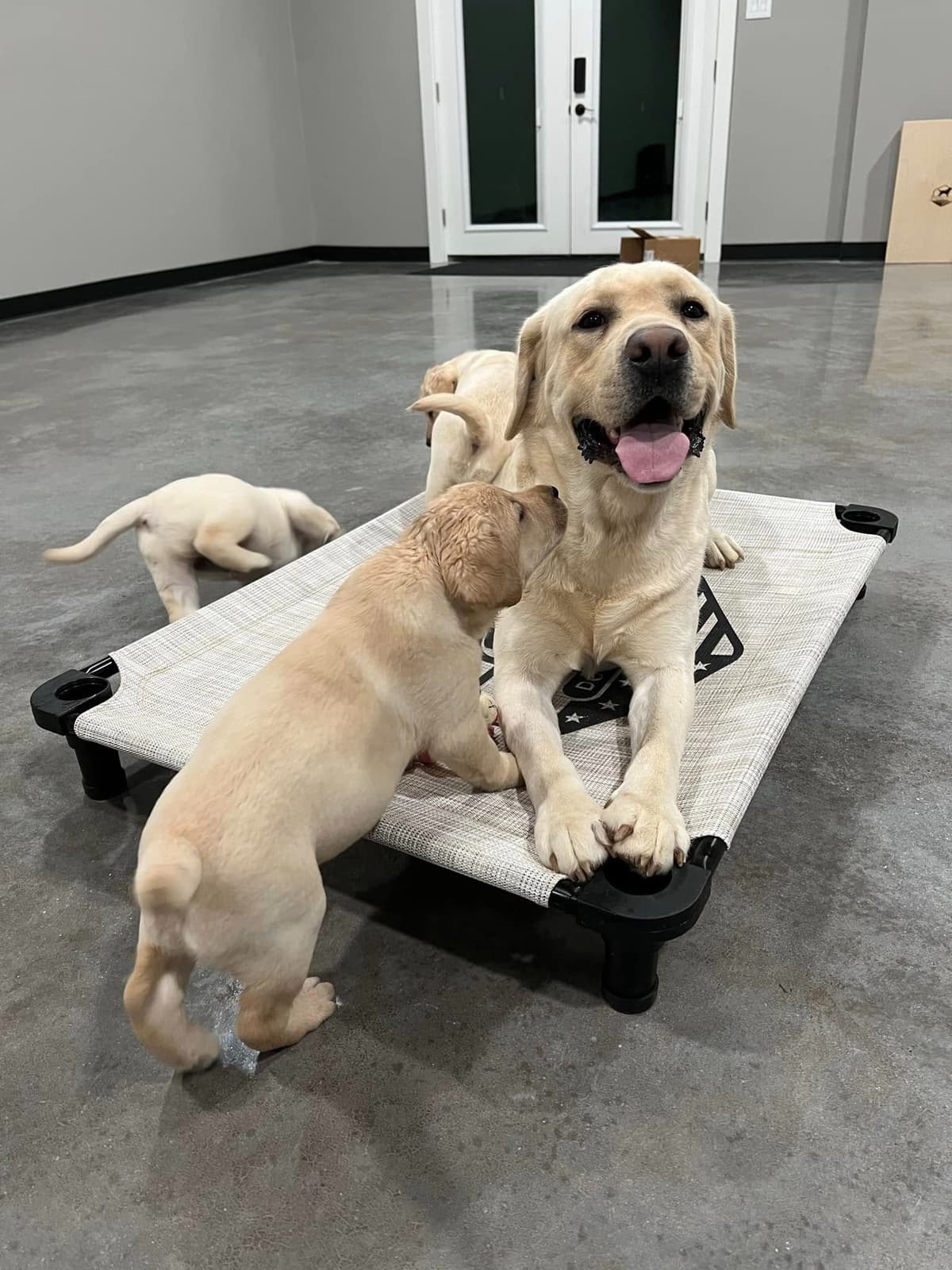 Champion English Labrador Puppies breeder image 19