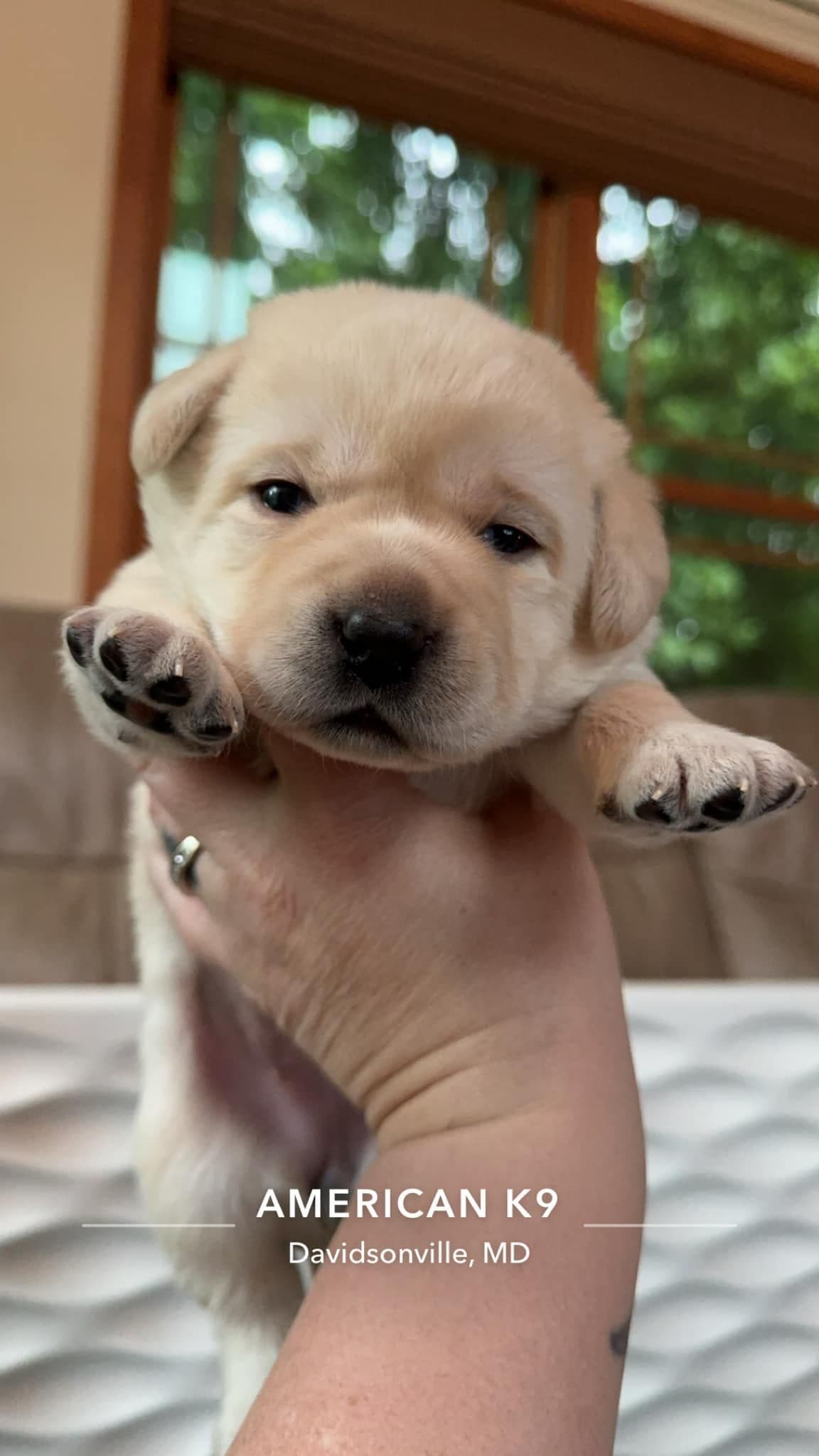 Champion English Labrador Puppies breeder image 20