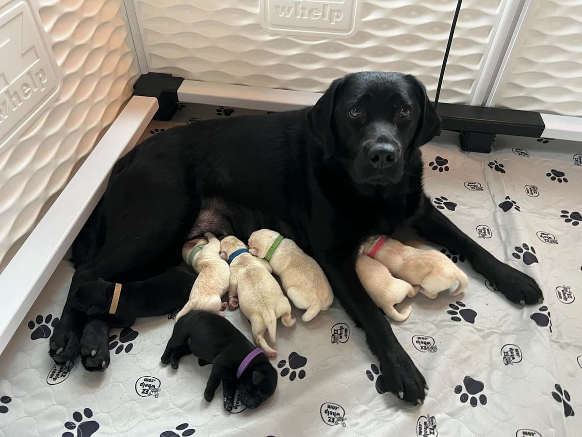 Champion English Labrador Puppies breeder image 21