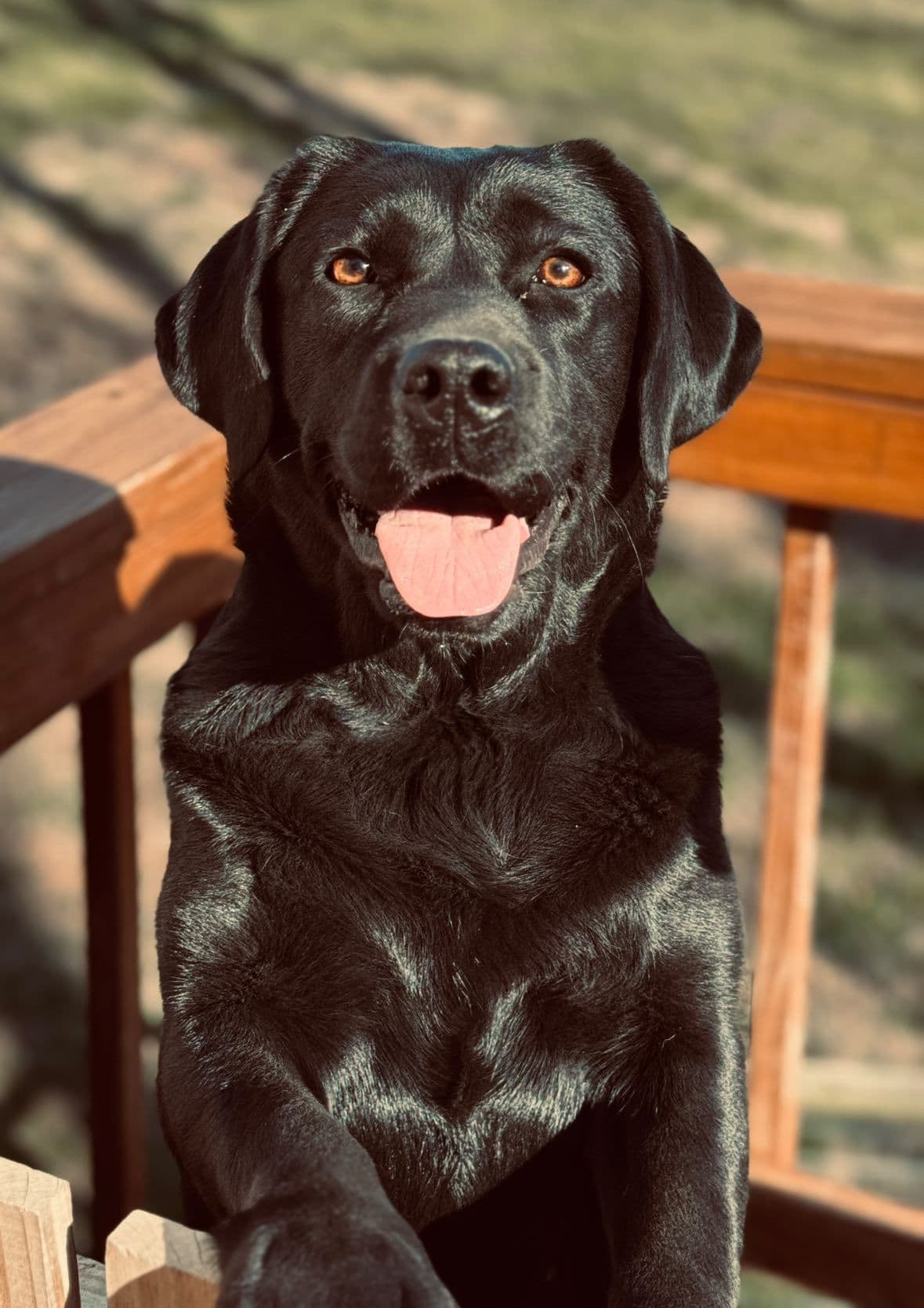 Champion English Labrador Puppies breeder image 27