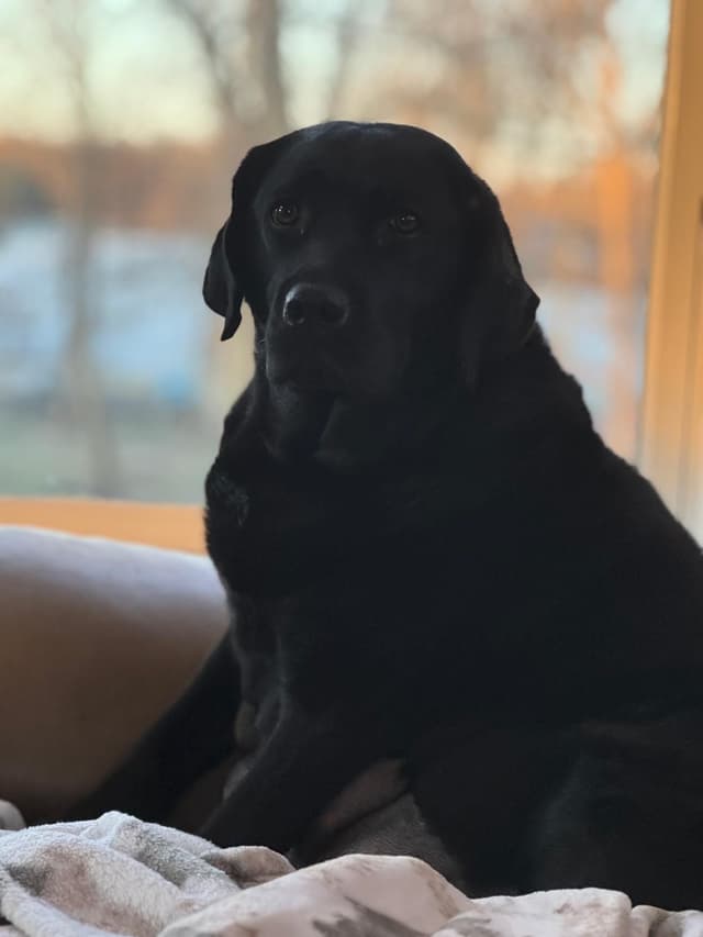 Champion English Labrador Puppies media 3