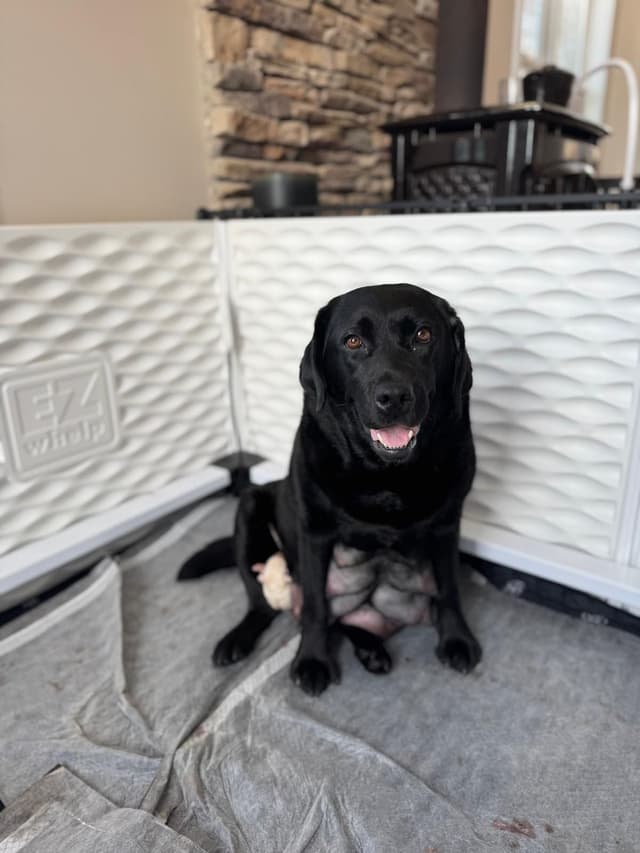 Champion English Labrador Puppies media 4